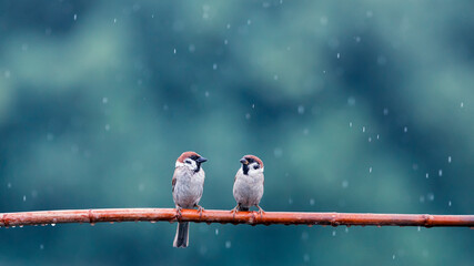 two small funny birds sparrows are sitting on a branch in the garden under the cold autumn rain