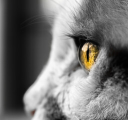 Auge einer Katze in Großaufnahme