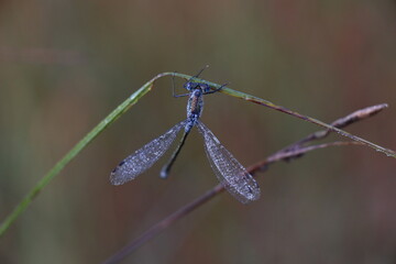 Libelle am Morgen
