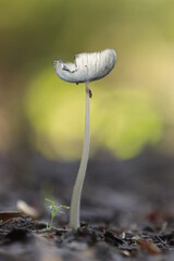 Obraz premium Tintling