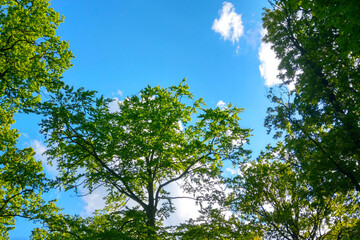 Green treetops against a blue sky, natural