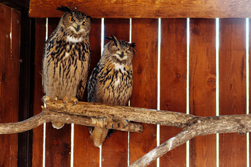 Wild Short-Eared Owl on fence, Asio flammeus. High quality photo