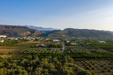 Naklejka premium Sunset landscape with olive trees and tiny mountains, Greece, Crete