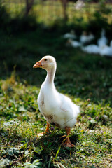 Naklejka na ściany i meble Baby Geese on green grass with shallow depth of field. High quality photo