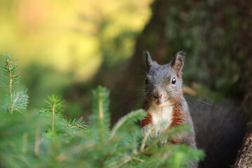 Eichhörnchen