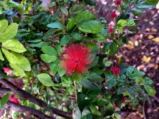 red rose bush