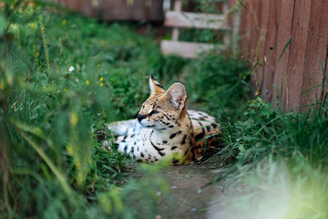 Serval (Leptailurus serval ) rest in the grass. High quality photo