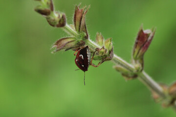Halyomorpha Halys insect macro photo