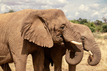 Fototapeta na wymiar African elephants, walking through the lush grasslands of Etosha National Park, Namibia.