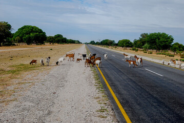 GOAT CROSSING THE  ROAD