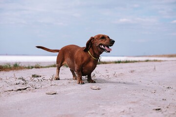 Funny brown dachshund on the sandy beach. Dog is on vacation. Dachshund on the beach.