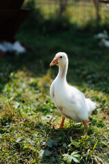 Baby Geese on green grass with shallow depth of field. High quality photo