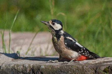 Great Spotted Woodpecker (Dendrocopos major) perched on a rock. side profile.