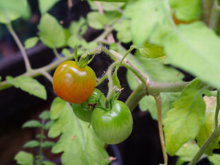Close-up of some tomatoes growing two green and one ripening to red
