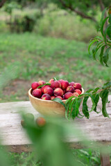 juicy ripe nectarines in a wooden bowl on the old rustic wooden table
