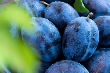 Close up of blue plums