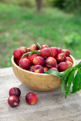 juicy ripe nectarines in a wooden bowl on the old rustic wooden table
