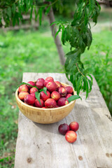 juicy ripe nectarines in a wooden bowl on the old rustic wooden table
