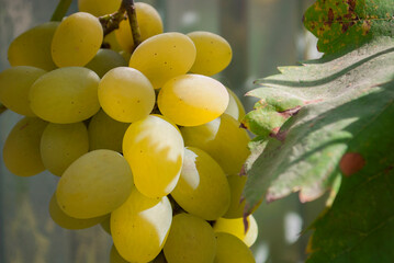 Picture of ripe white grape branch in the shadows. Green living and eco-friendly products. The concept of agriculture, healthy eating, organic food