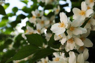 Beautiful blooming white jasmine shrub outdoors, closeup. Space for text
