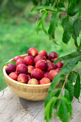 juicy ripe nectarines in a wooden bowl on the old rustic wooden table
