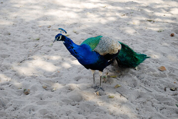 PEACOCK 