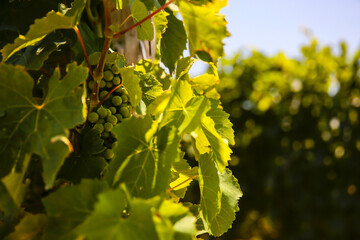 Green grapes in a vineyard in sunset light 