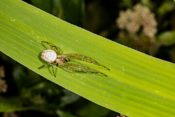 Spider waiting for prey.
