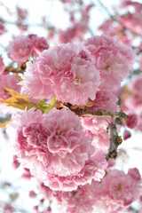 Fototapeta na wymiar Huge and fully bloomed Cherry Tree with ruffle petals in Nami Isaland, South Korea