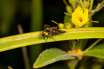 Horsefly on reed.