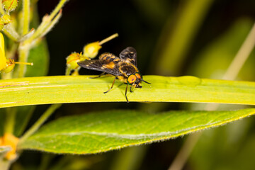 Horsefly