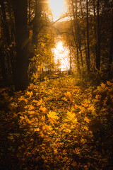 Beautiful autumn landscape. In the distance the river was visible. The sun's rays glare on the water