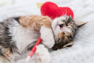 A sleeping, funny, kitten is lying on a white one. He holds a heart in his hands. he red, black and white. this is Love. Valentine's day. Suitable for notebooks, calendars.