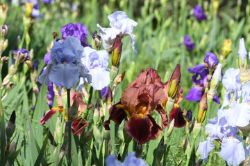 beautiful irises in bloom in a garden