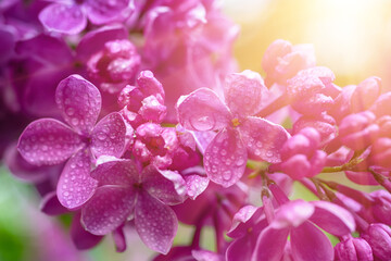 Lilac flowers macro