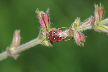 Halyomorpha Halys insect macro photo