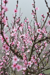 Fully bloom peach flowers in the middle of foggy sky with background of rice terraces in Sapa, Vietnam