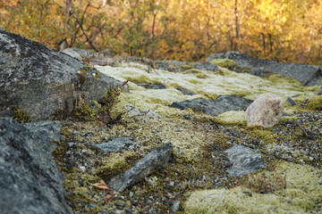 moss on rocks