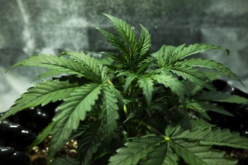 Cannabis grow.  Cannabis photo HD for your business