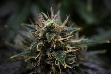 Naklejka na ściany i meble Cannabis grow. Cannabis photo HD for your business