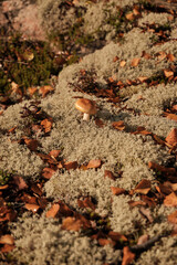 mushroom on a stone in the forest