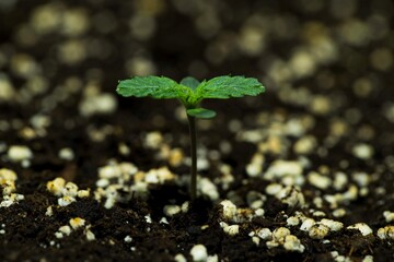 Cannabis grow.  Cannabis photo HD for your business