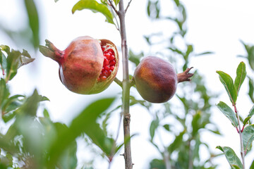 pomegranate on tree 