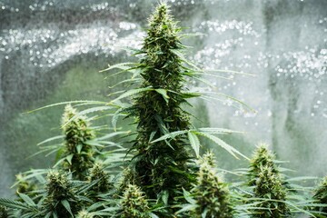 Cannabis grow.  Cannabis photo HD for your business