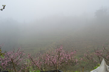 Peach flower trees in full bloom on the hill with background of rice terrace in Sapa, Vietnam on a foggy day