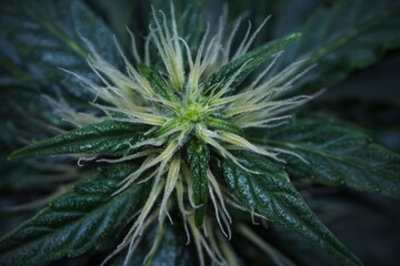 Naklejka na ściany i meble Cannabis grow. Cannabis photo HD for your business