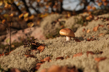 mushroom on a stone in the forest
