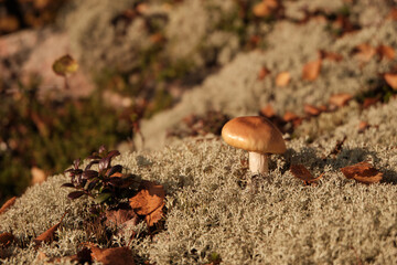 mushroom on a stone in the forest