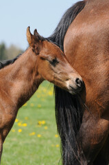 American Quarter Horse