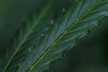 Cannabis grow.  Cannabis photo HD for your business